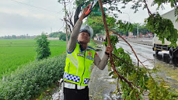 Insiden Pohon Tumbang di Jalur Pantura, Polisi Cepat Tangani Gangguan Arus Lalu Lintas
