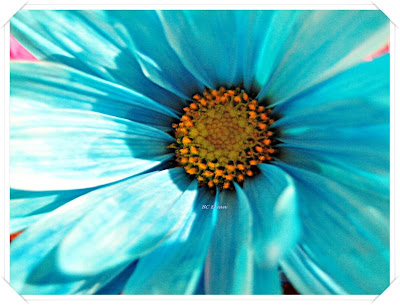 blue flowers bouquet. wallpaper BLUE FLOWER BOUQUET