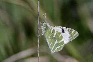 mariposa-blanca-verdirrayada-euchloe-belemia-