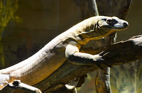 Zoo Atlanta, with MJ and The Guys