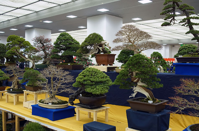 Bonsai on display at Taikan Ten Exhibition in Kyoto Japan