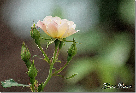 Rose_Bonica3