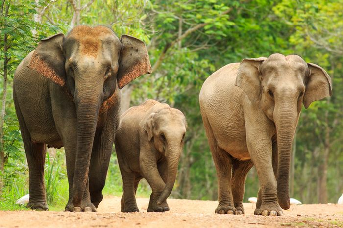 Cara Membedakan Gajah Asia dan Gajah Afrika