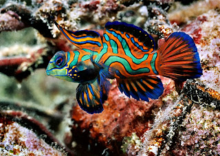 Mandarin Fish Wallpaper