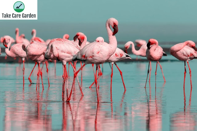 Espécie de flamingo