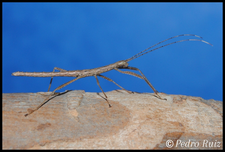 Ninfa hembra L3 de Pseudophasma velutinum, 2,7 cm de longitud