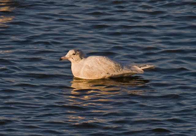 Glaucous Gull