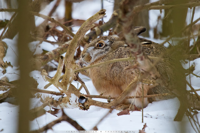 Haas - European Hare - Lepus europaeus