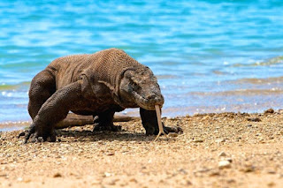 Drago di Komodo, Animale di Potere e Totem