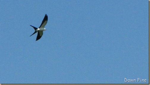 kite in campground_007