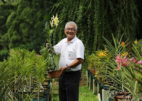 National Orchid Garden nursery manager David Lim says it is usually the hybrid's mother that determines its flower's size and shape.