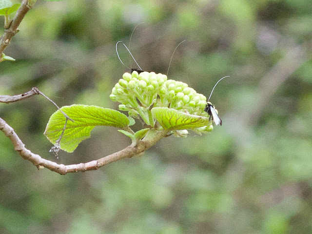 Green Fairy Longhorn Moths AdeLa reaumureLLa, Indre et Loire, France.