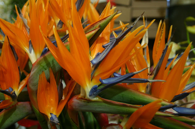 Picture Of Birds Of Paradise Flower