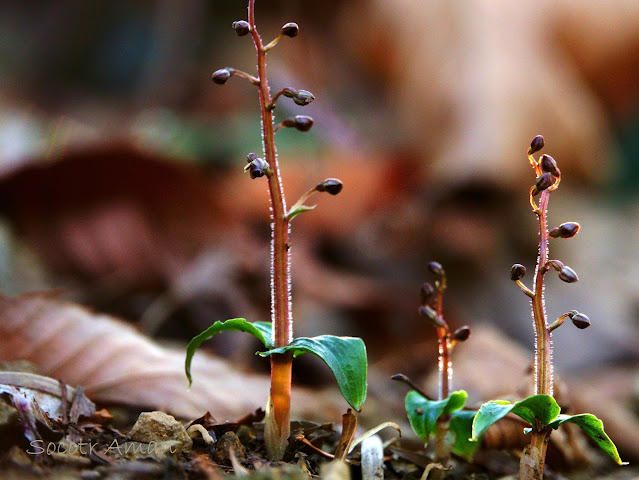 Neottia japonica