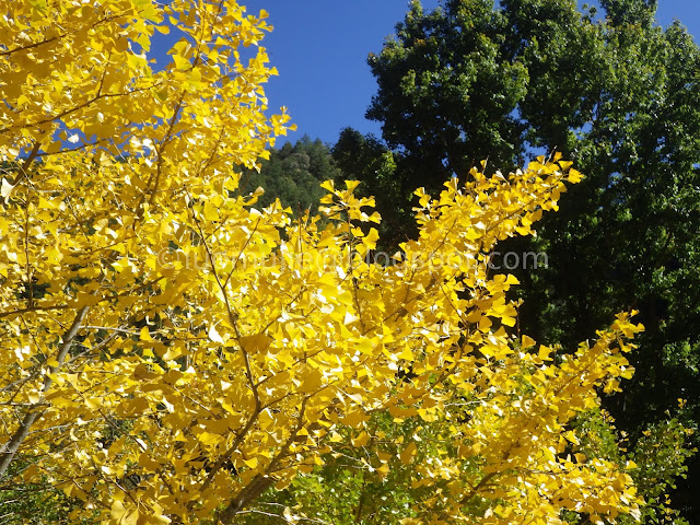 Wuling Farm maple autumn foliage