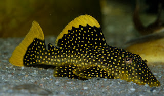 Ikan sapu-sapu hias jenis Golden Nugget Pleco