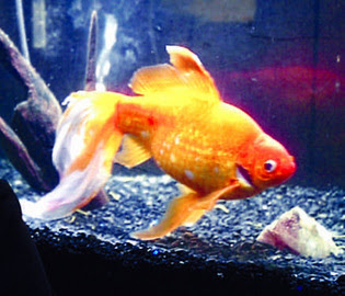 Max the goldfish