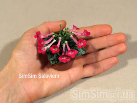 micro mini Sinningia "SimSim Salaviem"