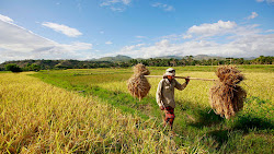 Perjuangan Para Petani - Puisi Untuk Para Petani