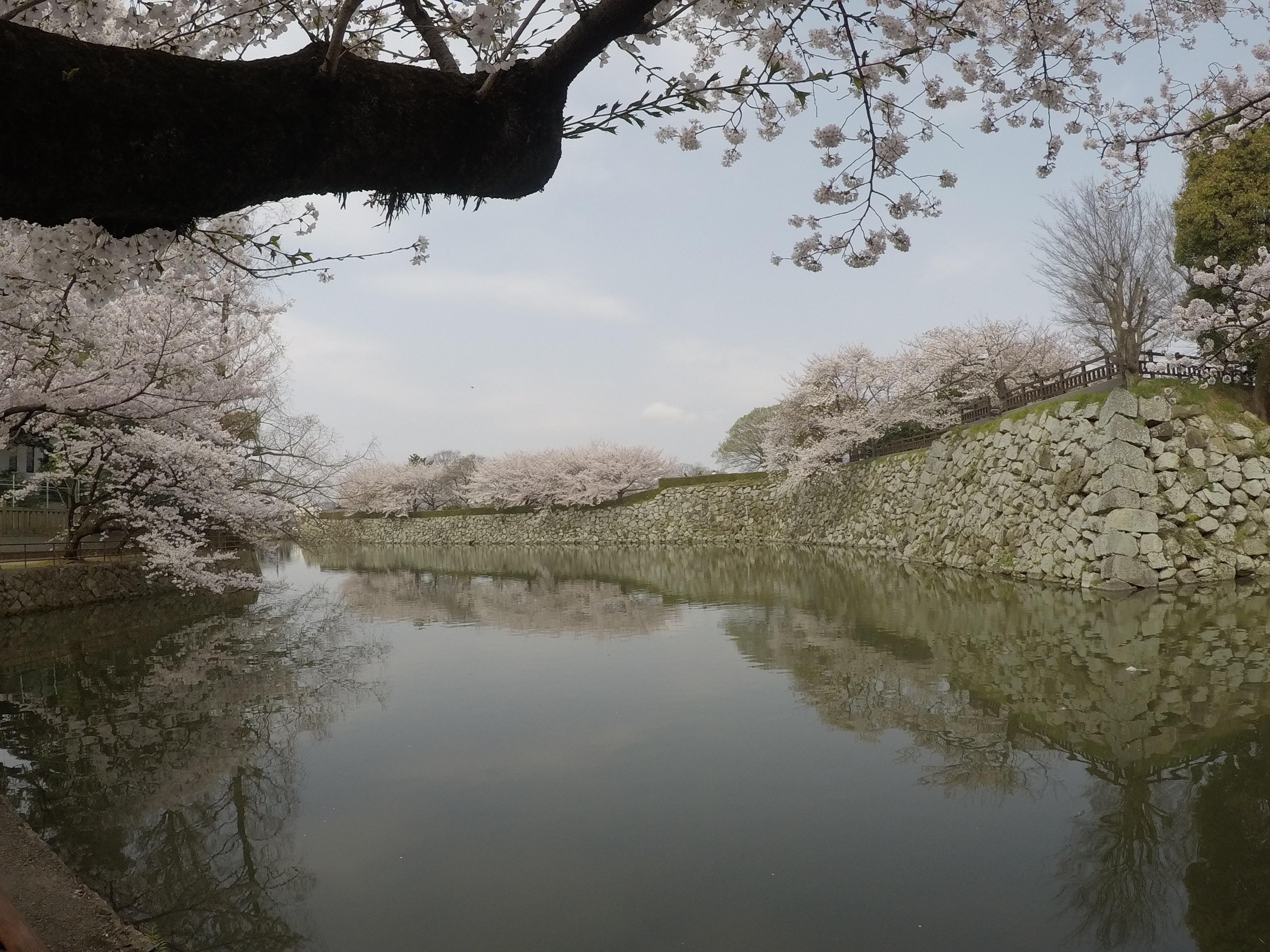 Travelog Japan, Spring: Himeji Castle dan Amanohashidate