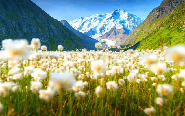 renatures.com-mountains-flower-fields-flowers-mountain-nature-scenery-iphone-5-wallpaper-hd