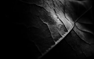 Abstract nature dark leaf pictures