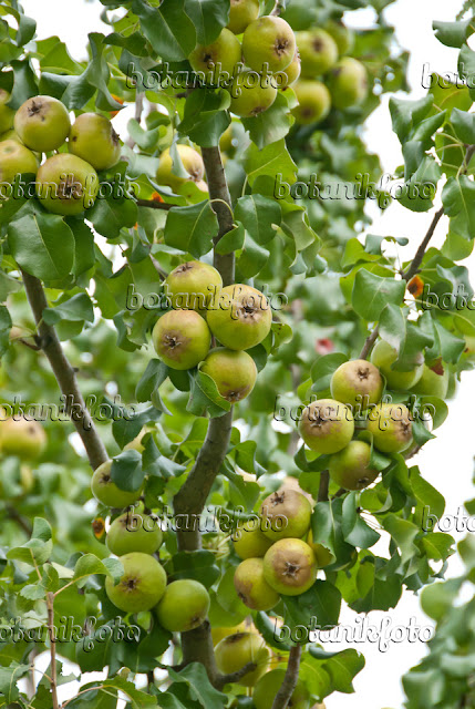 Груша сероватая (Pyrus x canescens)