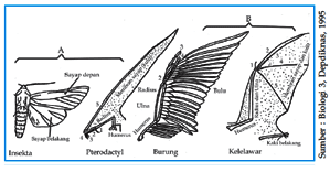 Petunjuk - Petunjuk Tentang Adanya Evolusi