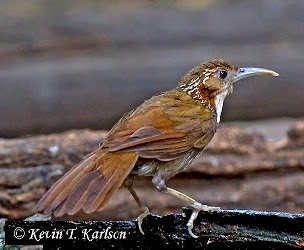 large scimitar babbler song