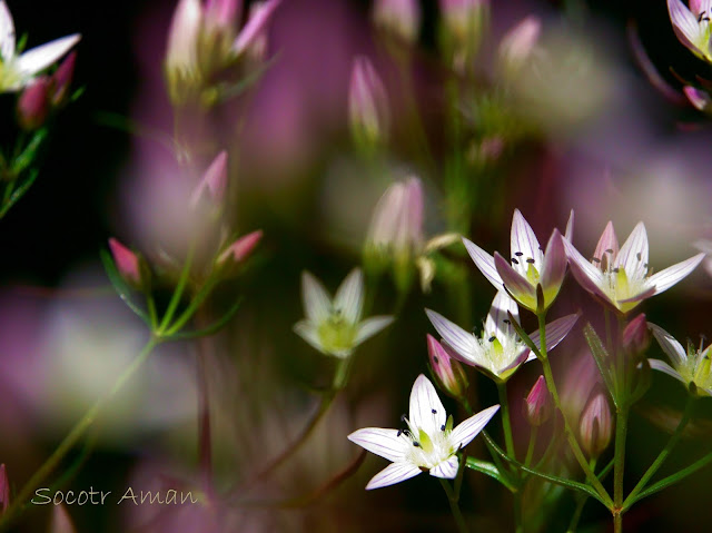 Swertia japonica