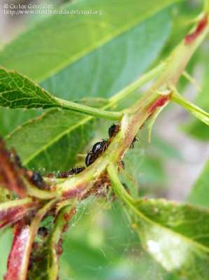 http://www.biodiversidadvirtual.org/insectarium/Brachycaudus-persicae-img345228.html