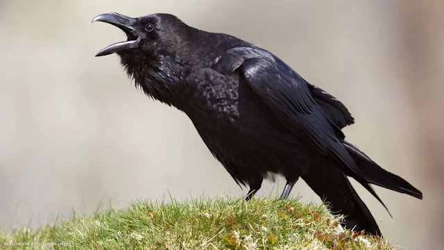 Common Raven