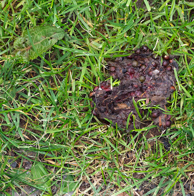 Fox scat, Vulpes vulpes, containing yew berries, Taxus baccata.  Fruit and Nut walk at High Elms Country Park, led by Nick Hopkins.  20 September 2011.