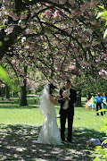 It is literally raining spring blossom in New York's Central Park at the . (nynyfridayapril )