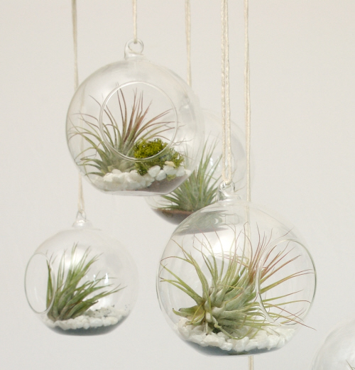 types of flowers to plant Hanging Air Plants | 500 x 521