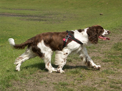 English Springer Spaniel Picture