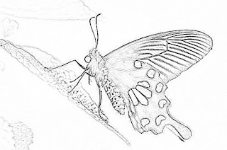 butterfly coloring pages