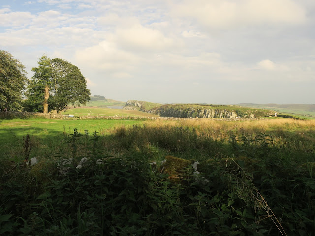 Northumberland in September. Not far from Steel Rig. Trees, hills, nettles and rocky ridge. 9th September 2023