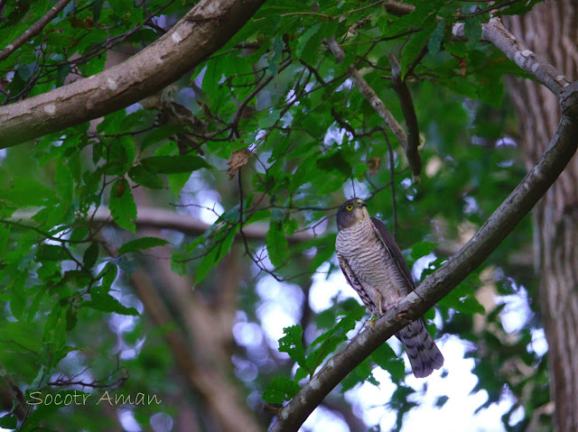 Accipiter gularis