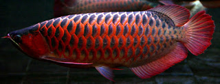 Dragon Fish Arowana Beauty