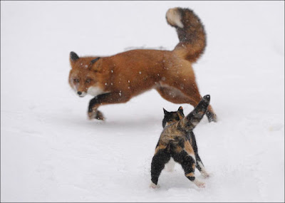 Cat vs. Fox Seen On www.coolpicturegallery.net