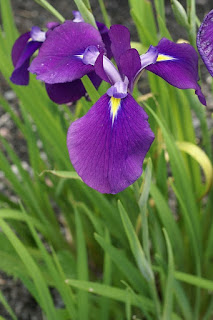 Iris d'eau japonais - Iris laevigata - Iris des marais japonais