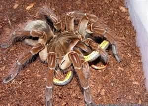 World's Biggest Spider