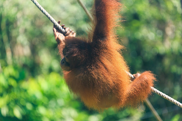 Borneo, Malezja, orangutan