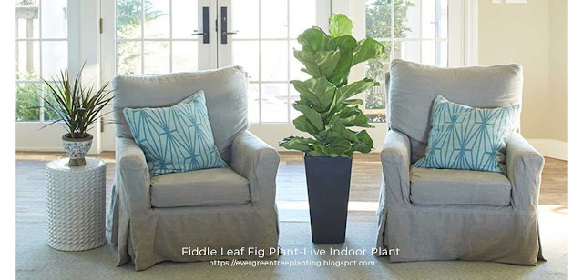 Fiddle Leaf Plant-Live Indoor Plant