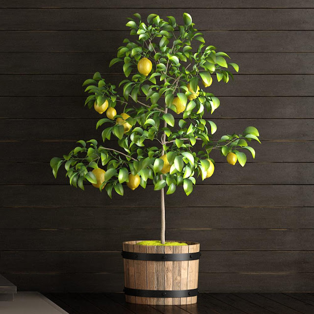 image showing small meyer lemon tree planted in a pot
