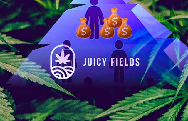 JuicyFields, firma vinculada a los hermanos Stefan y Friedrich von Luxburg, deja a miles de inversionistas víctimas de estafa piramidal tras ofrecer alta rentabilidad mediante cultivos de cannabis 