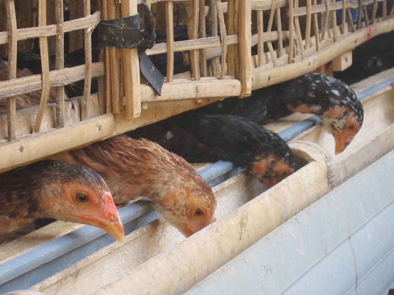  Cara  Membuat  Kandang  Sederhana Ayam  Kampung Banyuwangi
