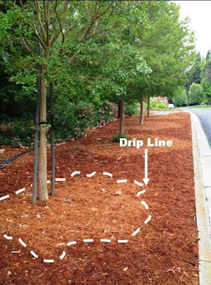 Drip Line of a Tree