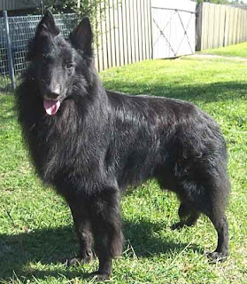 Belgian Shepherd Dog